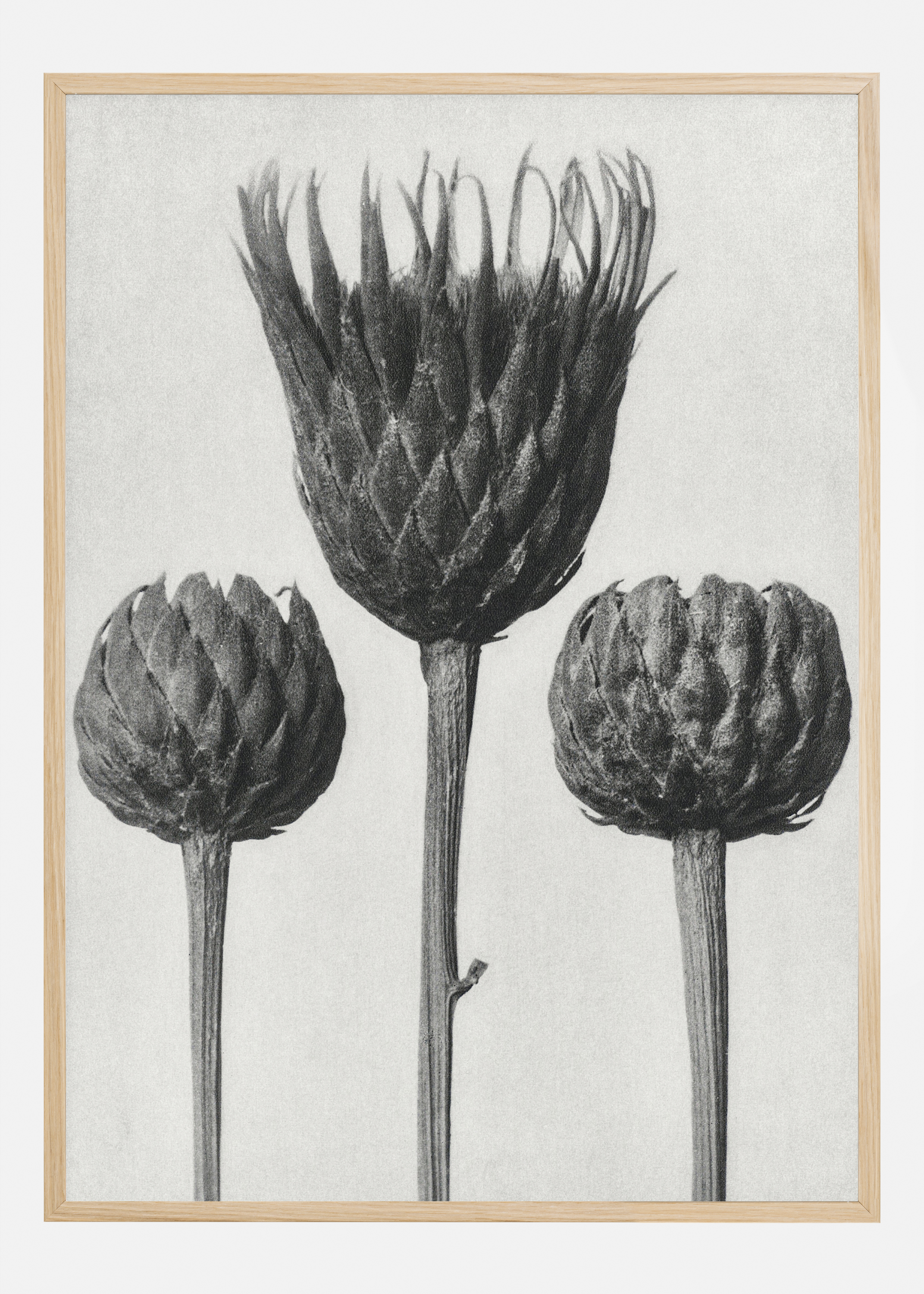 Grey Flower IV Poster (21x29.7 cm (A4))