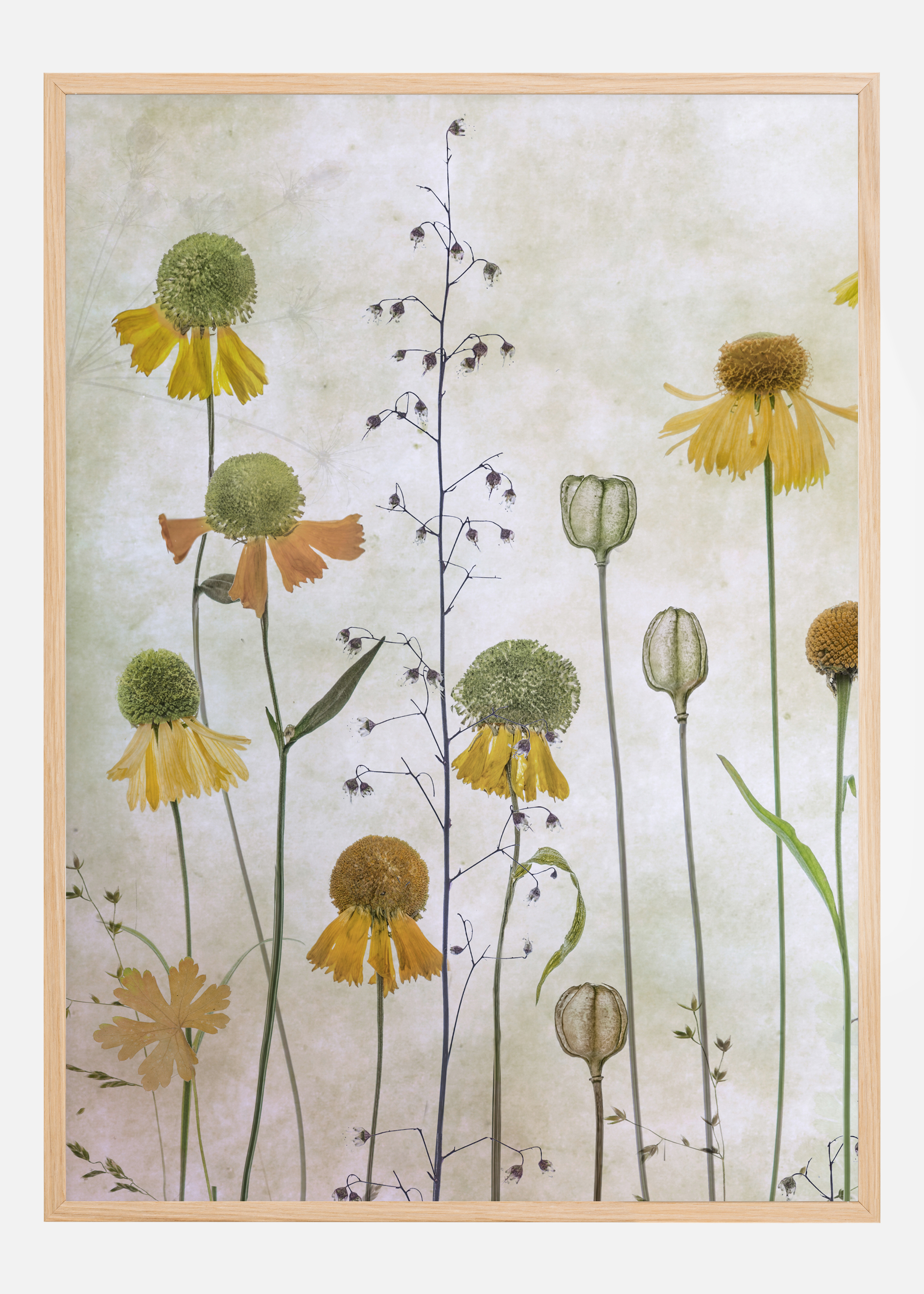 Helenium Poster (21x29.7 cm (A4))