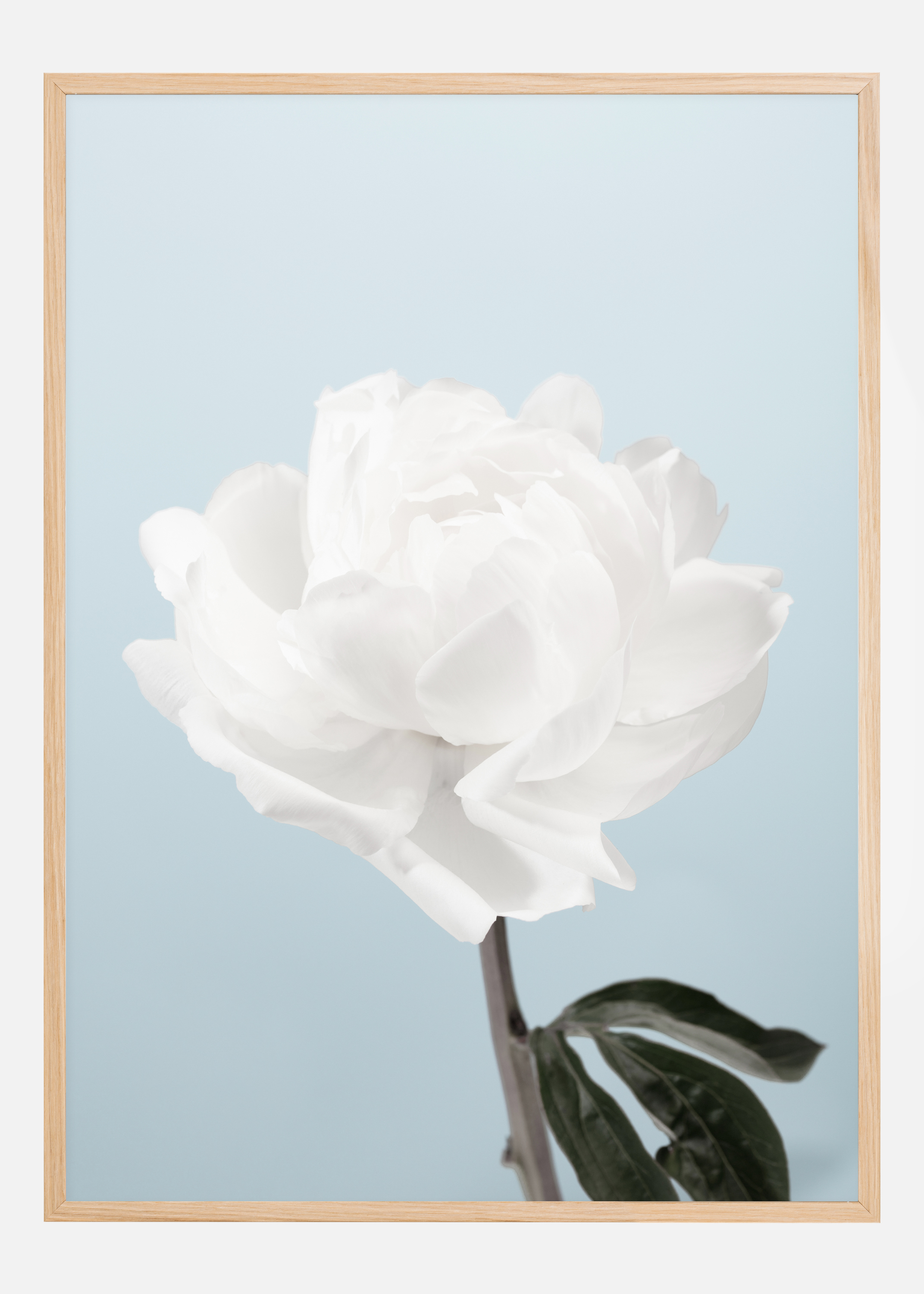 Peony Poster (50x70 cm)
