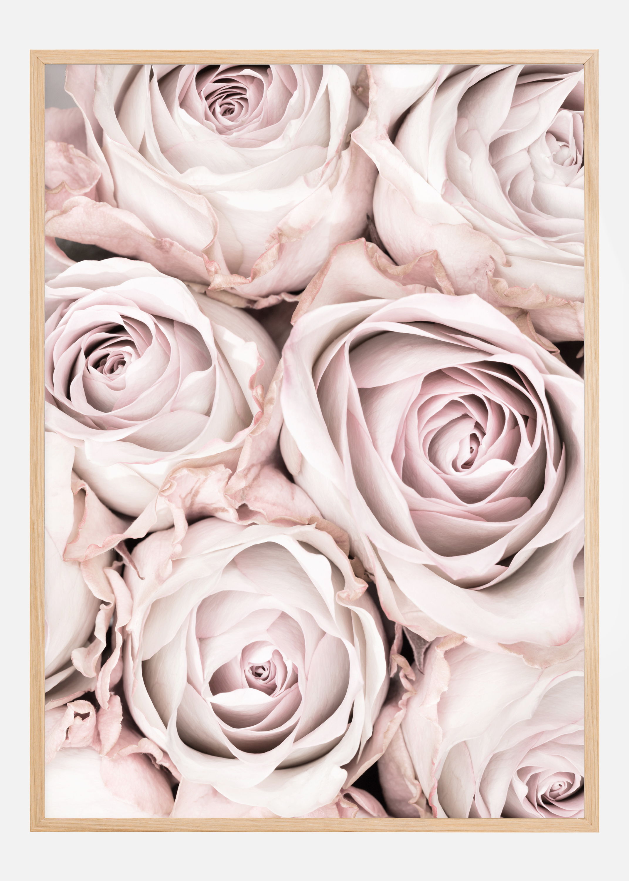 Pink Roses Poster (30x40 cm)