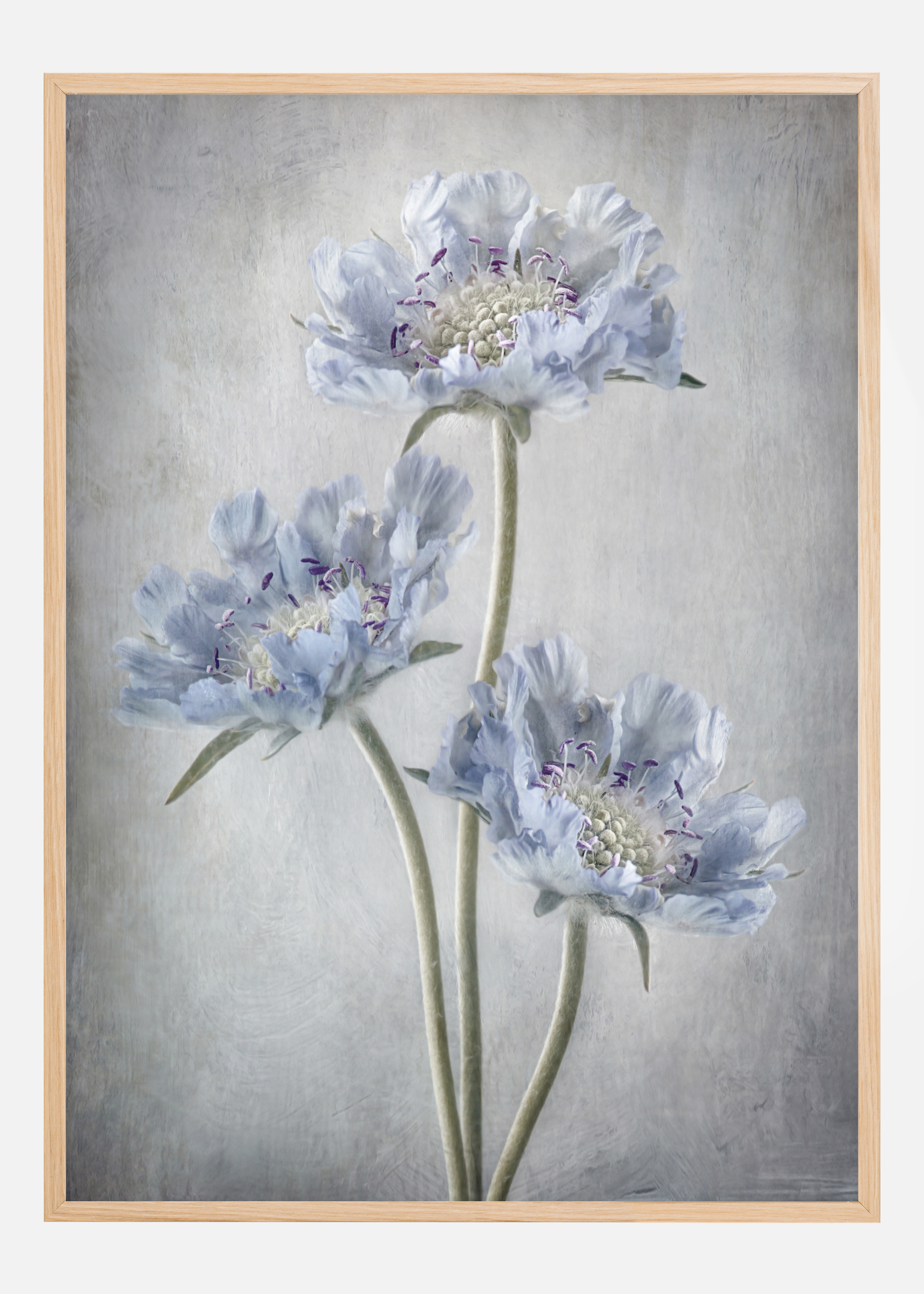 Scabiosa Poster (21x29.7 cm (A4))