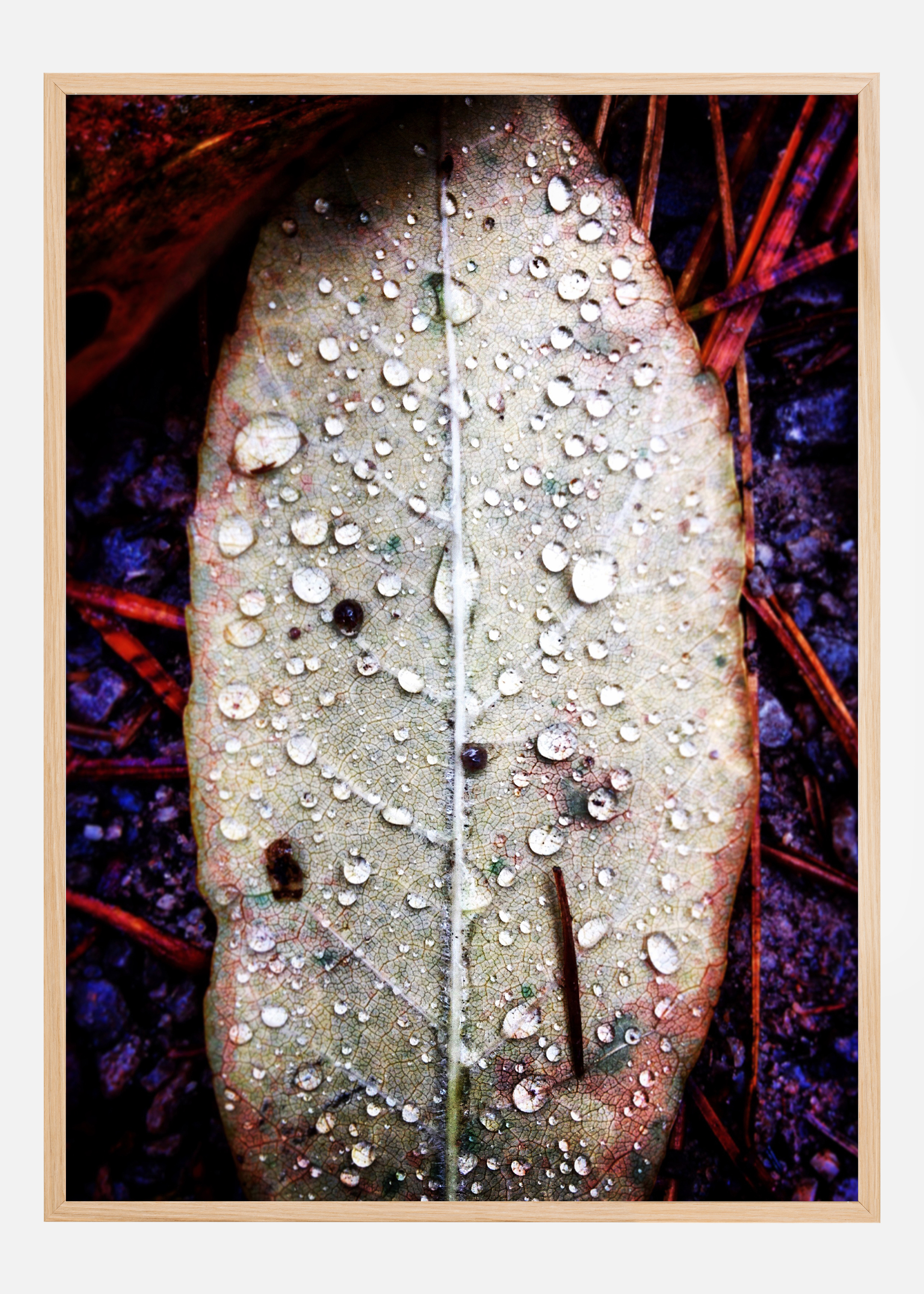 Water On Leaf Poster (21x29.7 cm (A4))