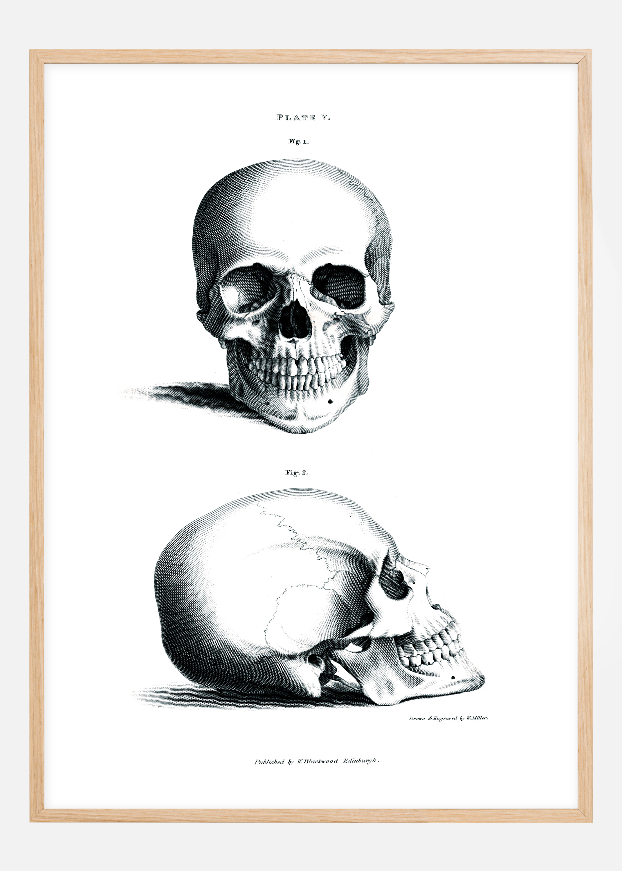 18th century Skull Poster (30x40 cm)