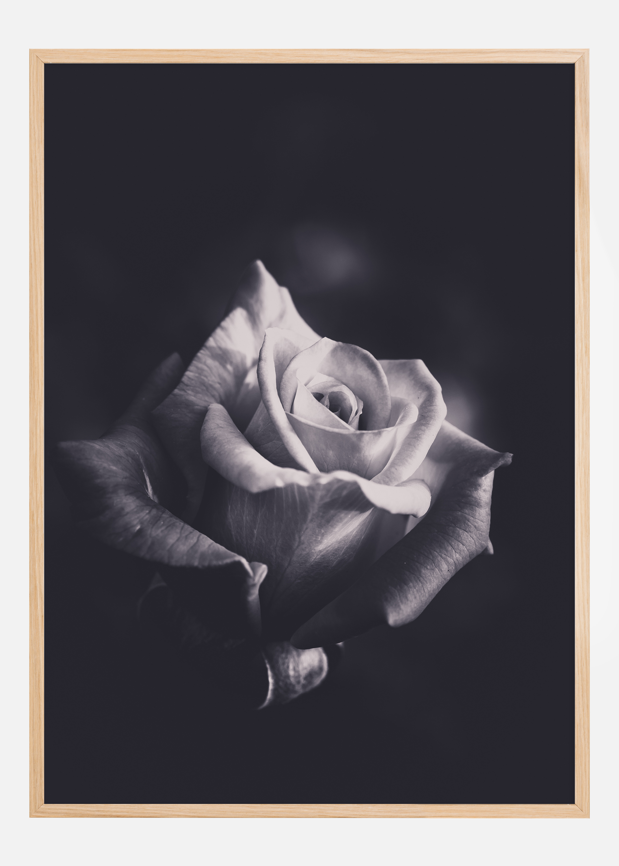 Grey rose Poster (21x29.7 cm (A4))