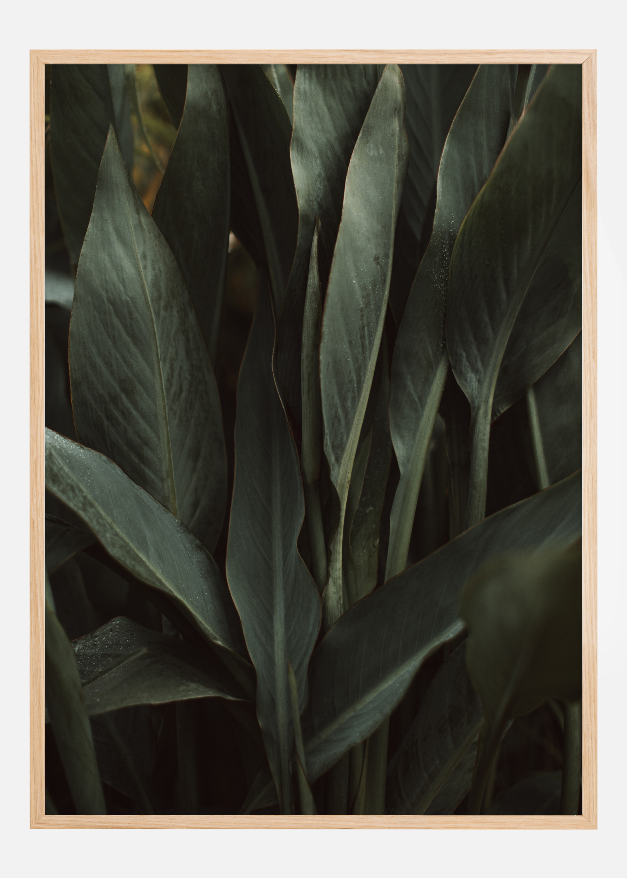 Jungle Poster (50x70 cm)