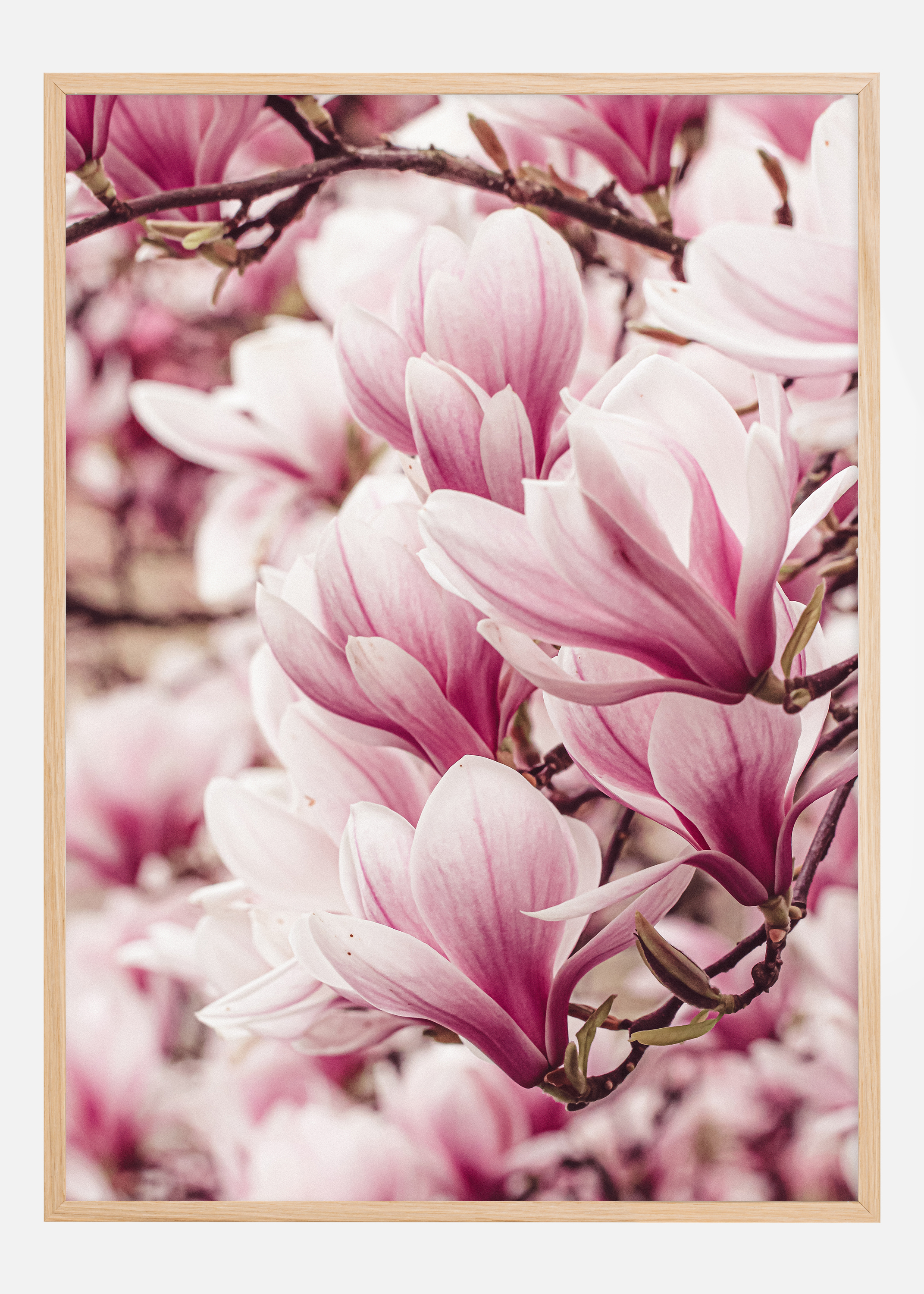 Magnolia Tree Poster (21x29.7 cm (A4))