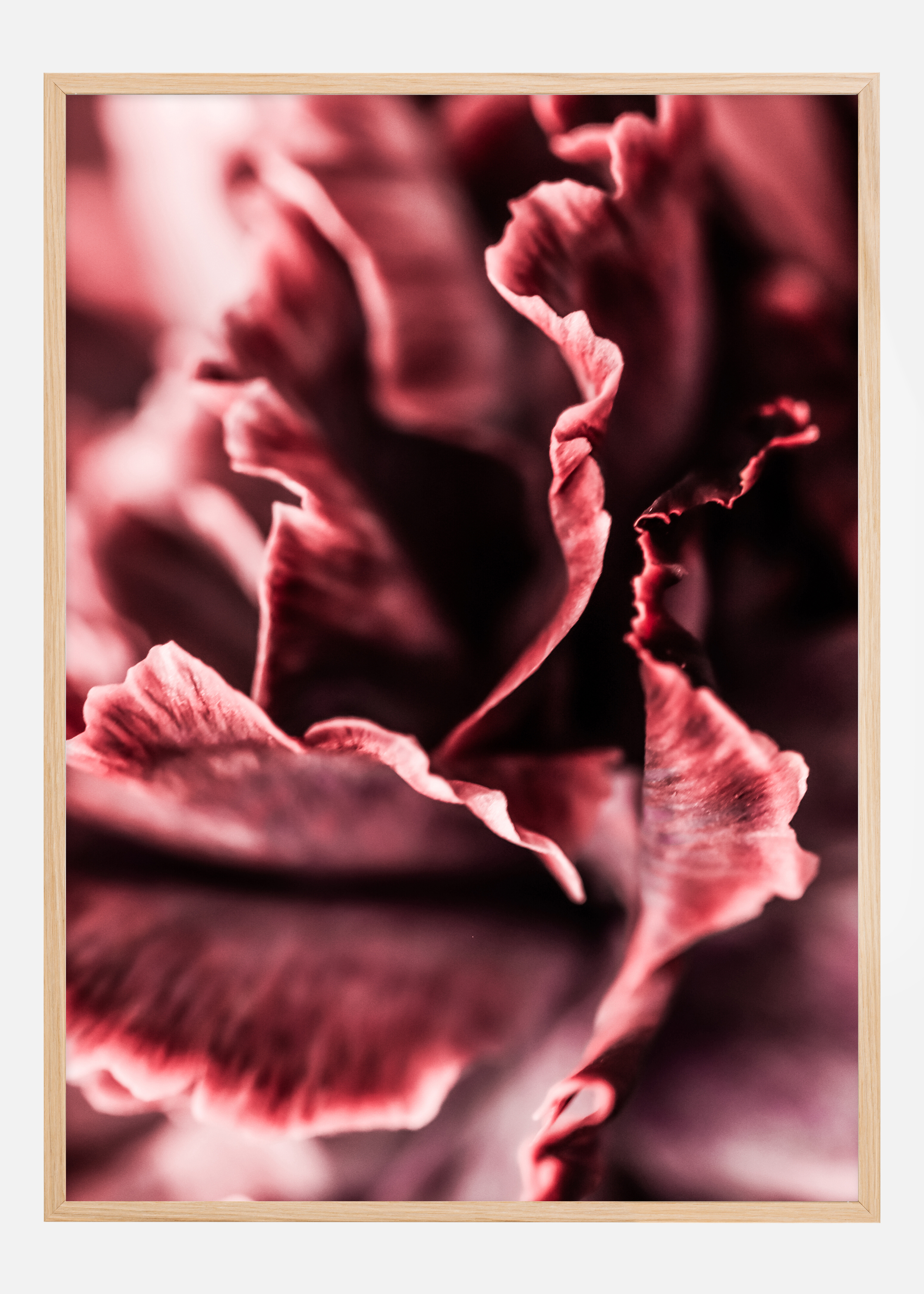 Rose petals Poster (70x100 cm)
