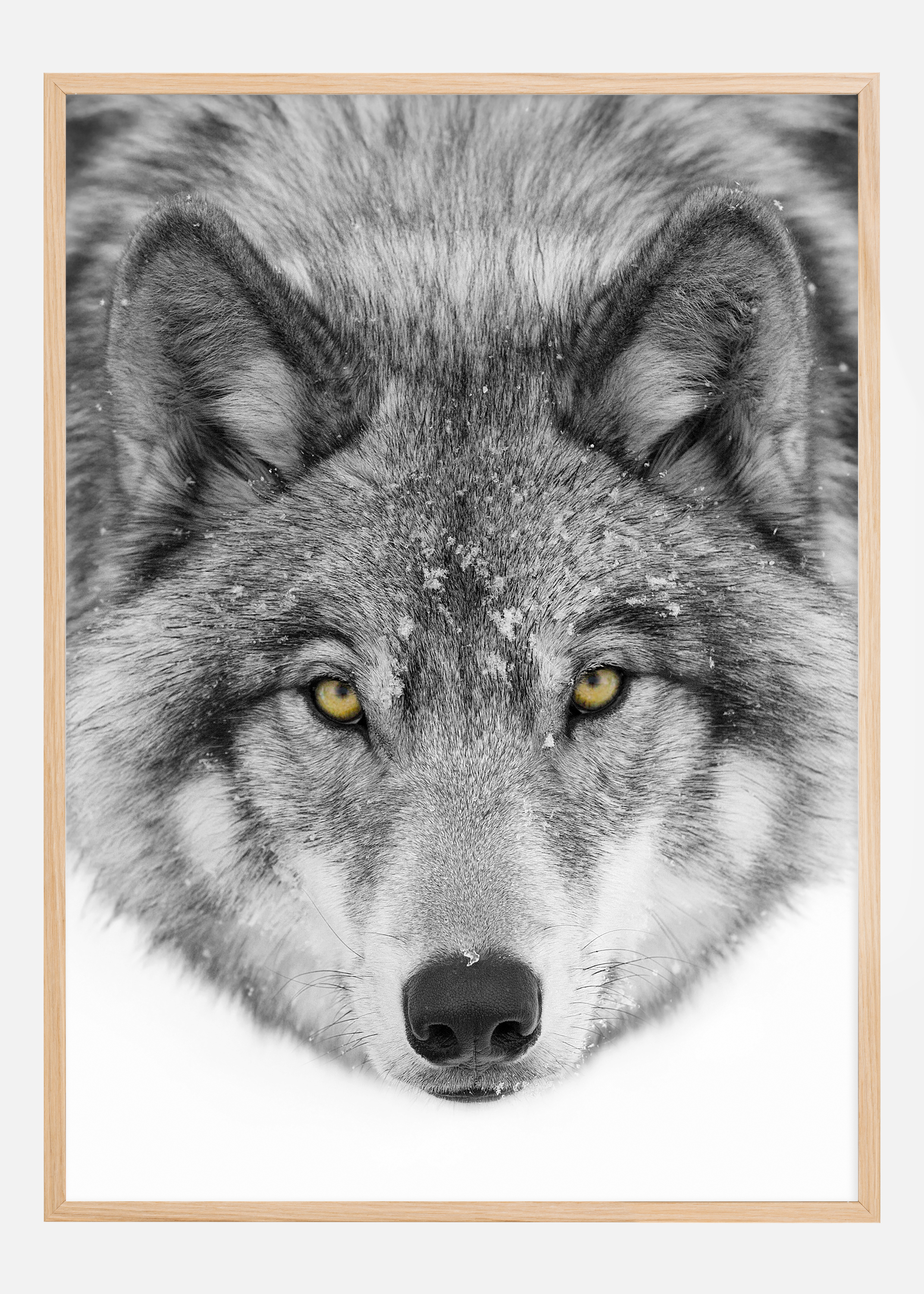 Yellow eyes Timber Wolf Poster (70x100 cm)